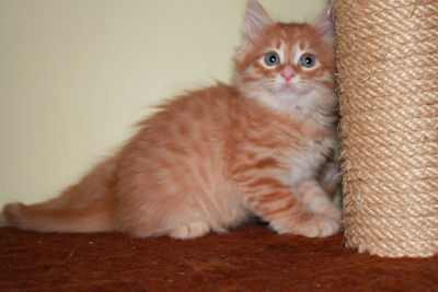 rudy kocurek syberyjski