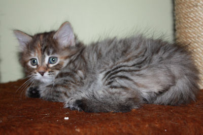 szylkretowa koteczka syberyjska