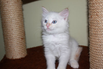 rudy kocurek syberyjski neva