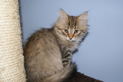 siberian female, koteczka syberyjska