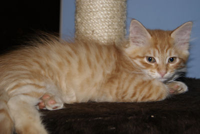 siberian male, kocurek syberyjski