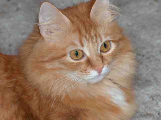 Kotka syberyjska Grazia De Kornt