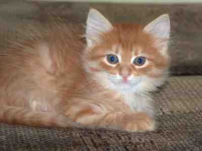 rudy kocurek syberyjski