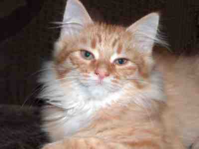 rudy kocurek syberyjski