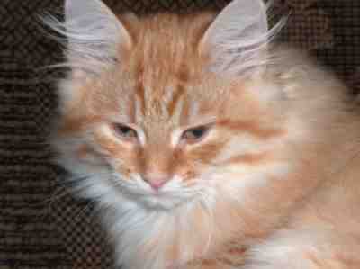 rudy kocurek syberyjski