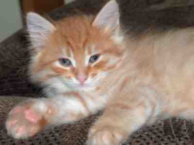 rudy kocurek syberyjski