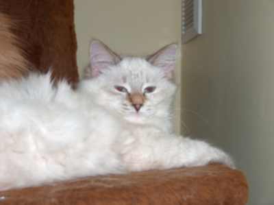 szylkretowa neva koteczka syberyjska