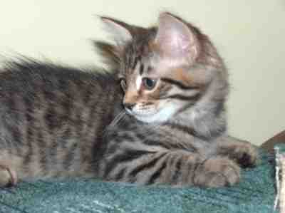 czarny kocurek syberyjski