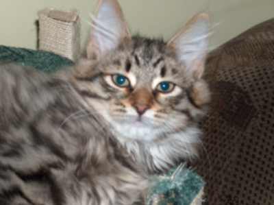 czarny kocurek syberyjski