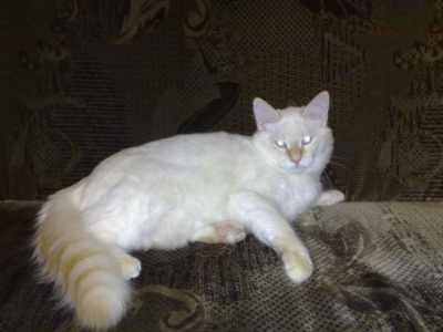 rudy neva kocurek syberyjski