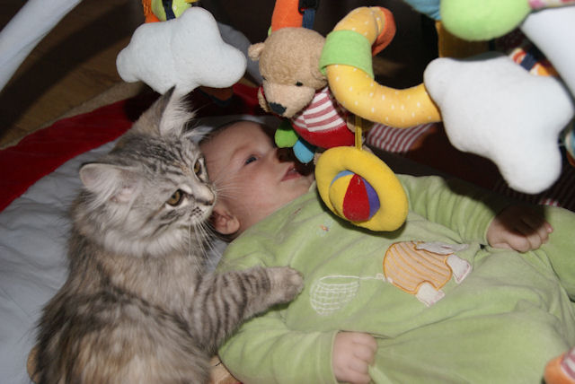 kotka syberyjska Iskierka