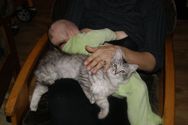 kotka syberyjska Iskierka