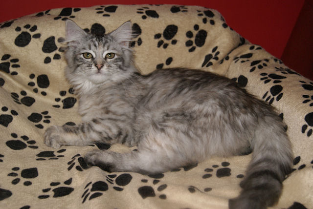 kotka syberyjska Iskierka