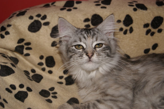 kotka syberyjska Iskierka