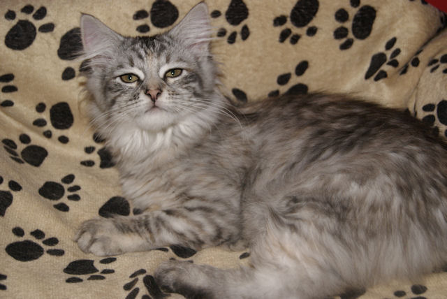 Kotka syberyjska Iskierka