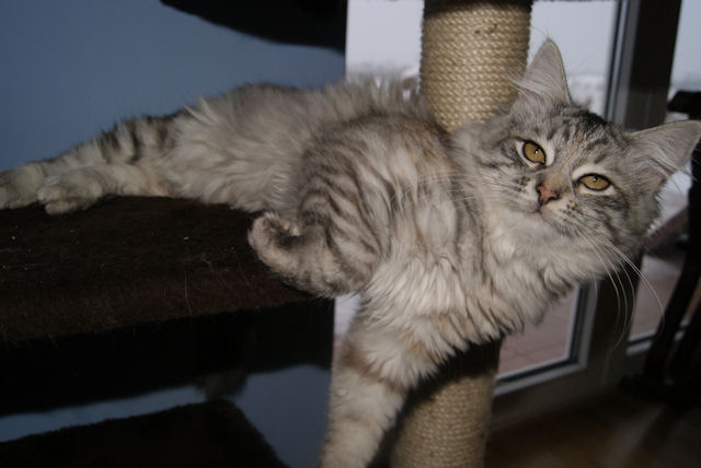 kotka syberyjska Iskierka