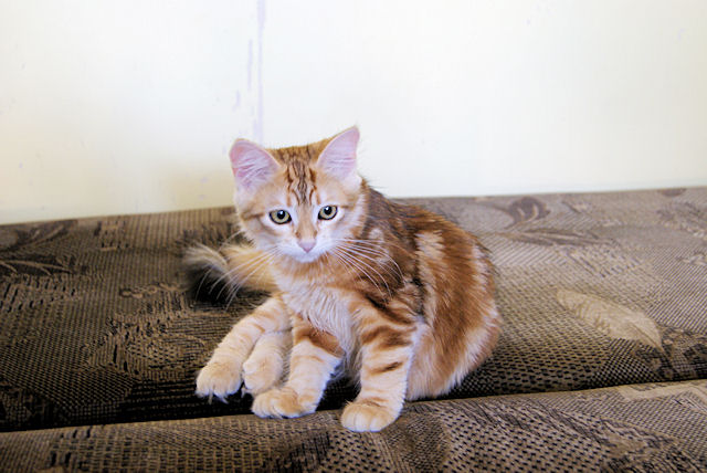 kotka Syberyjska Flora