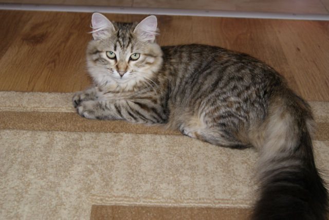 kotka syberyjska Yasmina