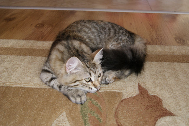 kotka syberyjska Yasmina