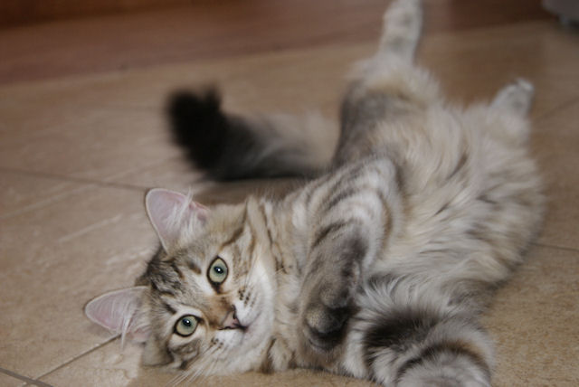 kotka syberyjska Yasmina