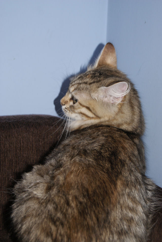 kotka syberyjska Yasmina