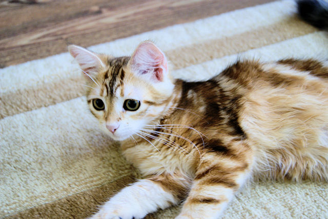 kotka Syberyjska Flora