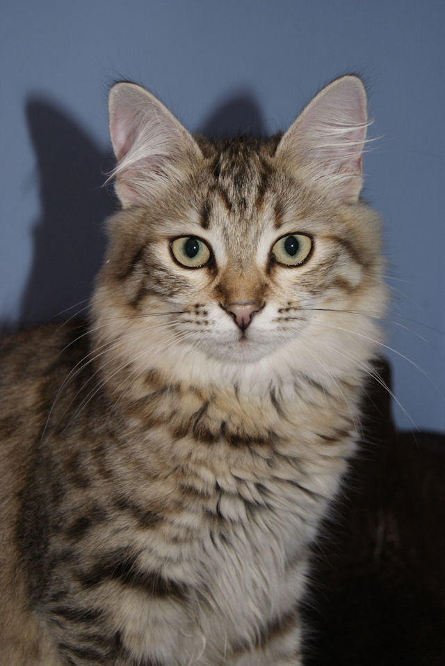 kotka syberyjska Yasmina