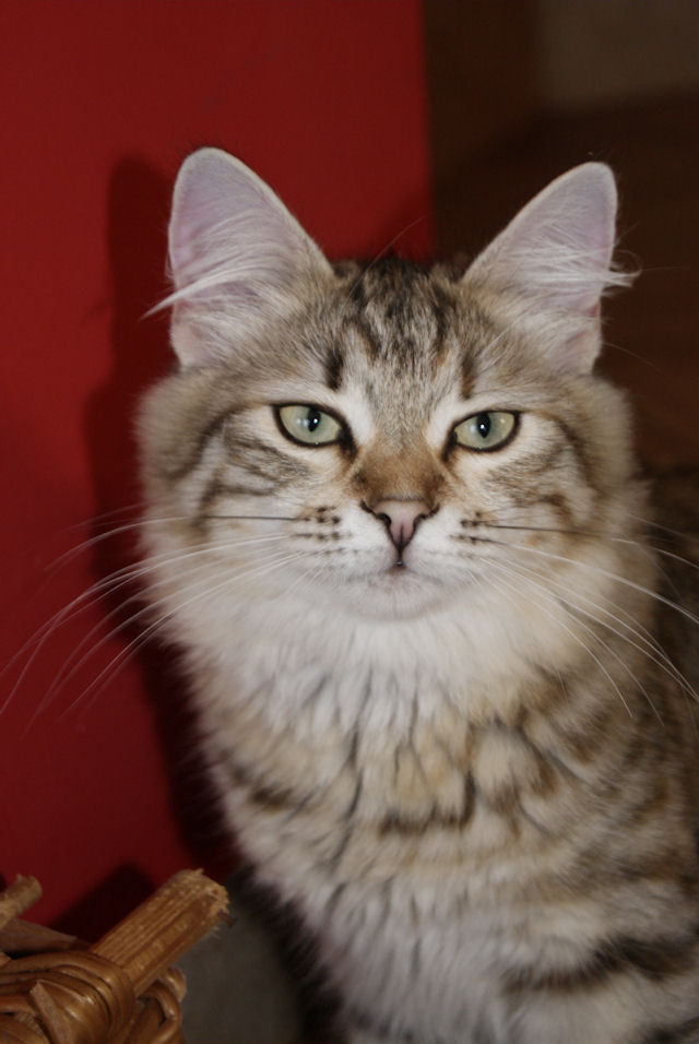 kotka syberyjska Yasmina