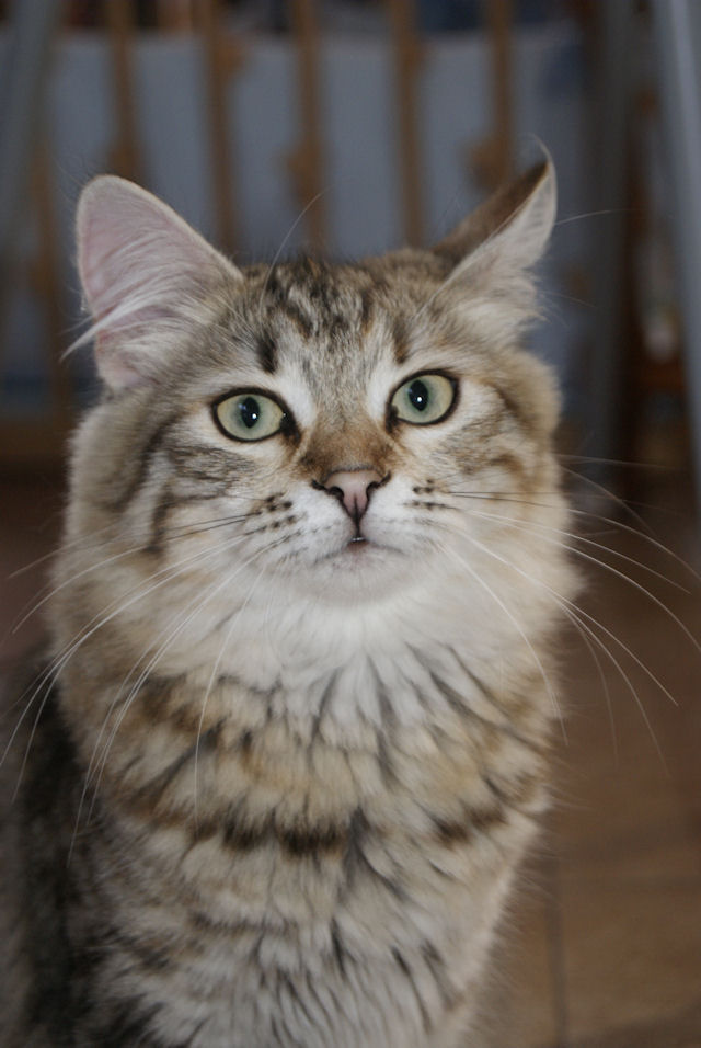 kotka syberyjska Yasmina