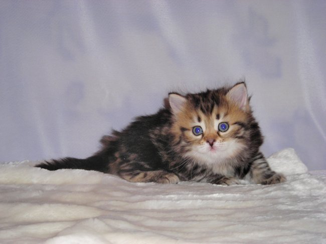 kocur syberyjski Major Charoit