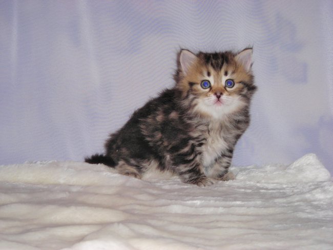 kocur syberyjski Major Charoit