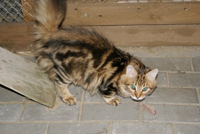 kocur syberyjski Major Charoit