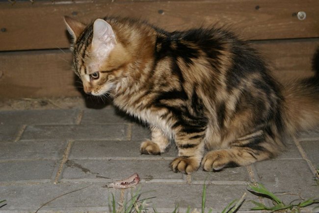 kocur syberyjski Major Charoit