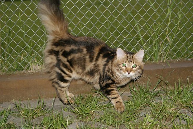 kocur syberyjski Major Charoit