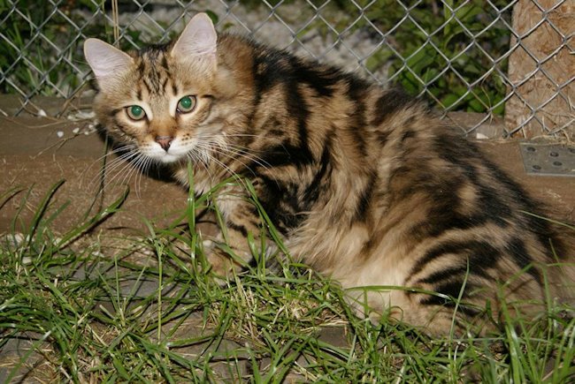 kocur syberyjski Major Charoit