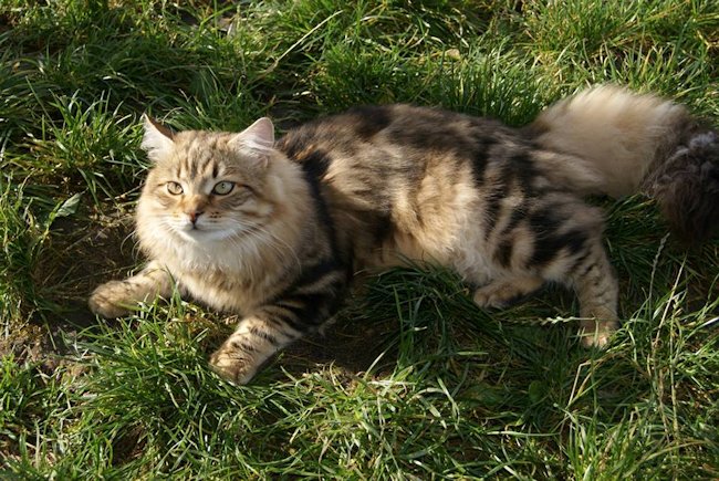 kocur syberyjski Major Charoit