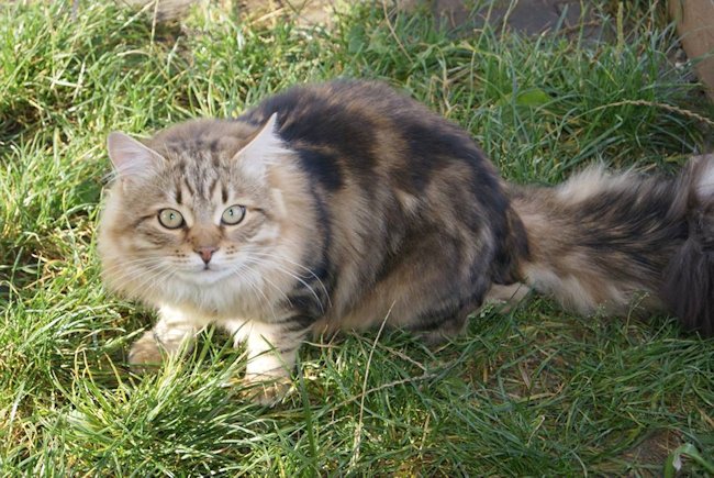 kocur syberyjski Major Charoit