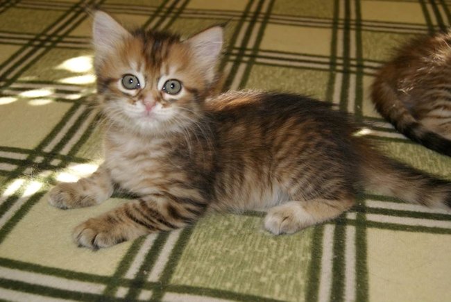 kotka syberyjska Chanel/ golden siberian female