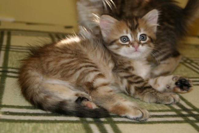 kotka syberyjska Chanel/ golden siberian female