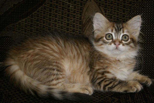 kotka syberyjska Chanel/ golden siberian female