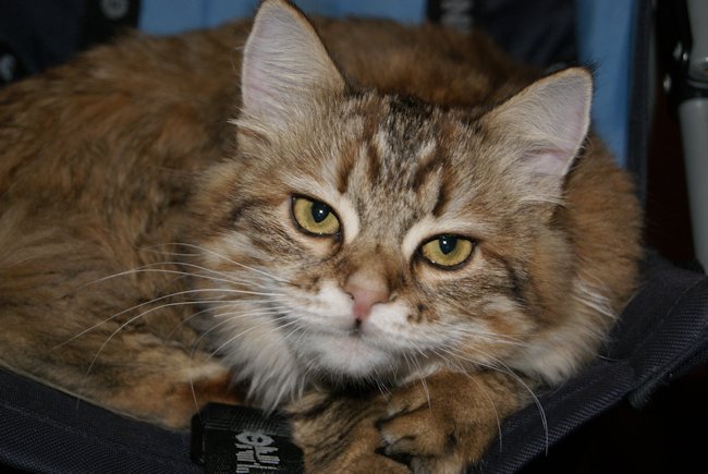 kotka syberyjska Chanel/ golden siberian female