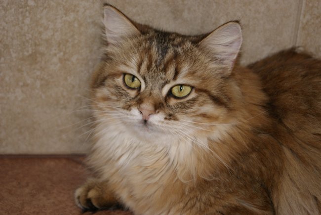 kotka syberyjska Chanel/ golden siberian female