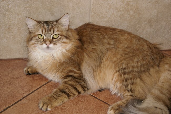 kotka syberyjska Chanel/ golden siberian female