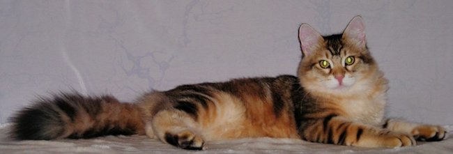 kot syberyjski Jerry/ golden siberian male