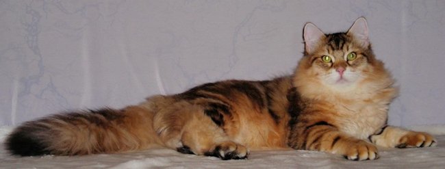 kot syberyjski Jerry/ golden siberian male