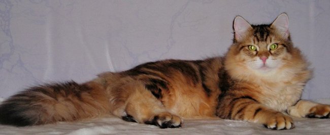 kot syberyjski Jerry/ golden siberian male