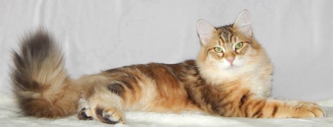 kot syberyjski Jerry/ golden siberian male