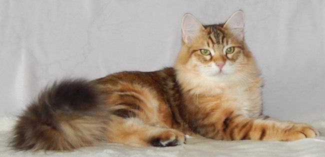 kot syberyjski Jerry/ golden siberian male