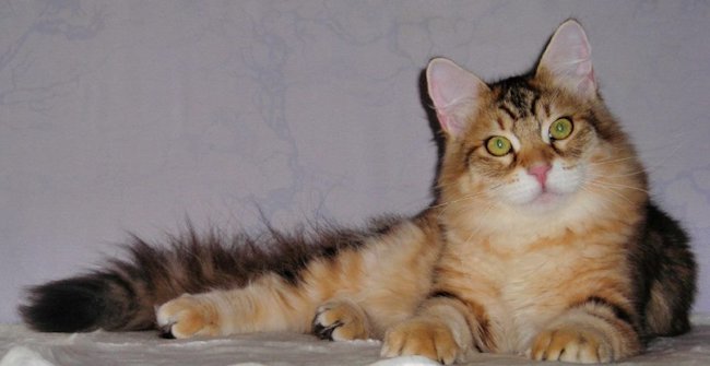 kot syberyjski Jerry/ golden siberian male