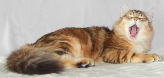 kot syberyjski Jerry/ golden siberian male